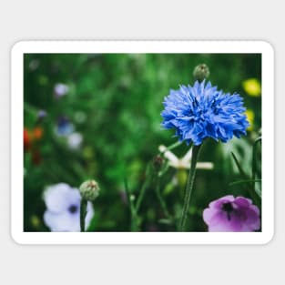 Cornflower Sticker